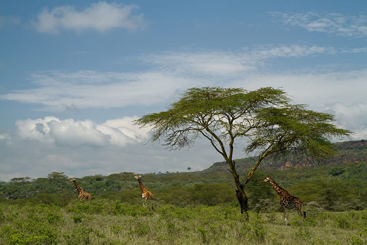 Lake Nakuru safari