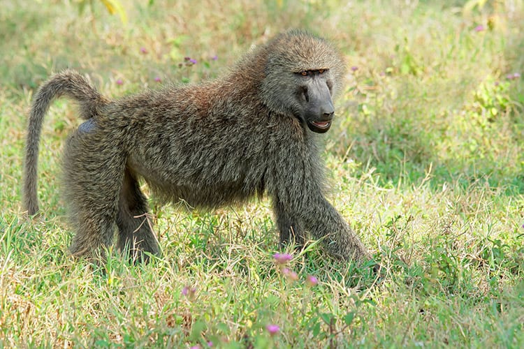 Lake Nakuru baviaan