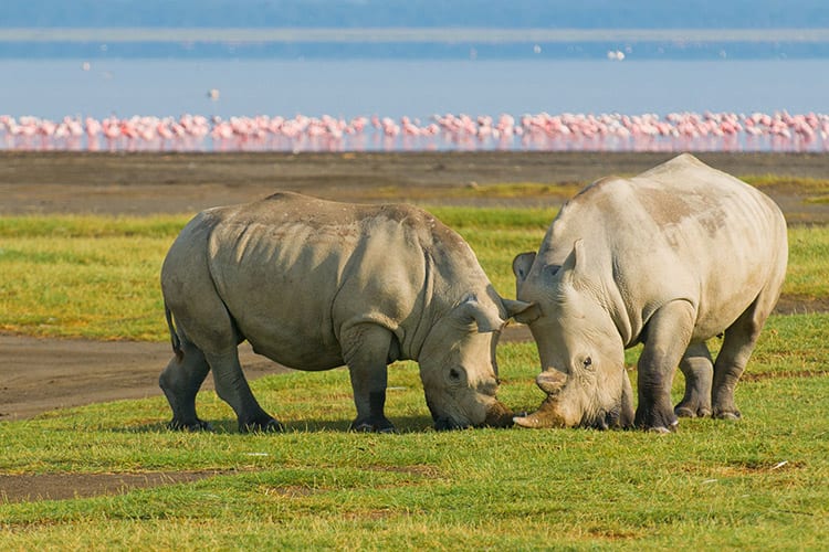 Lake Nakuru wildlife
