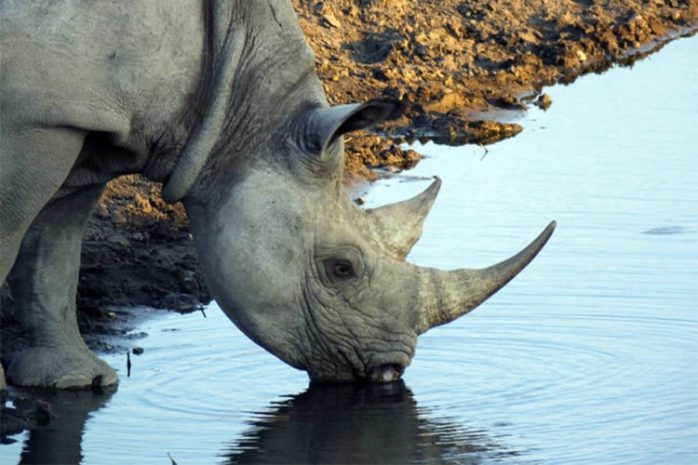 Zwarte neushoorn Namibië