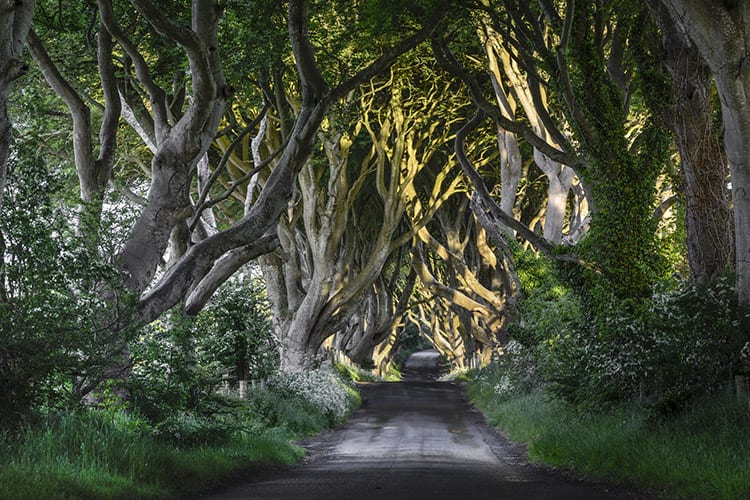Dark Hedges, Noord-Ierland