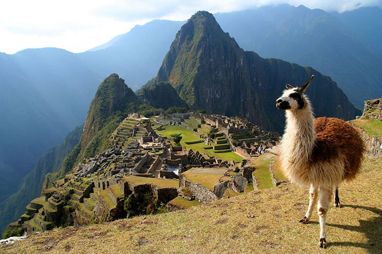 Lama bij Machu Picchu