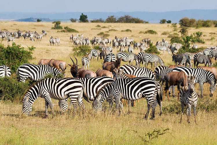De Grote Trek in het Masai Mara National Reserve