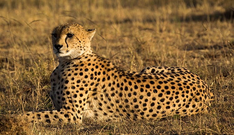 Jachtluipaard in de Masai Mara