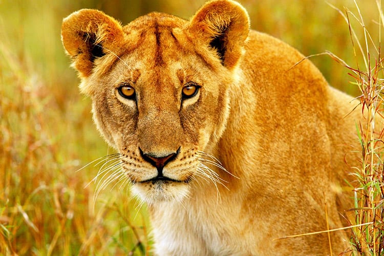 Masai Mara wildlife