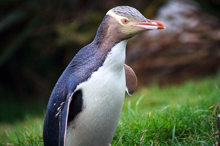 Geeloogpinguïn bij Penguin Place