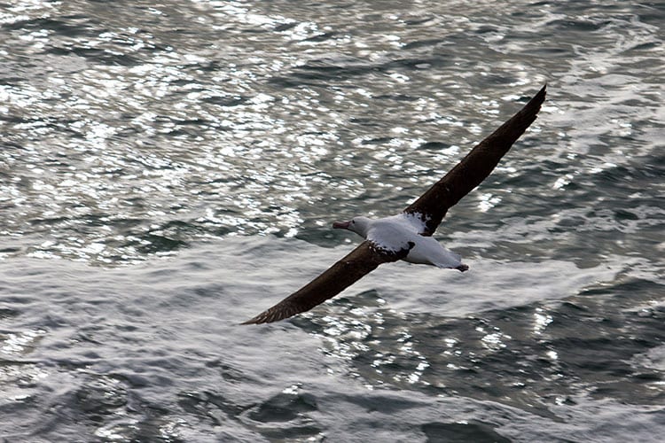 Een koningsalbatros bij Taiaroa Head