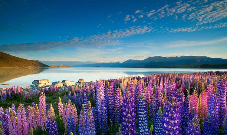 Lake Tekapo