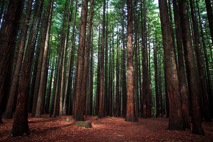 Redwoods in Rotorua