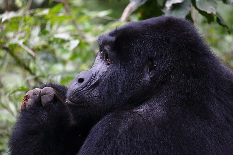 Gorilla in het Bwindi Impenetrable National Park
