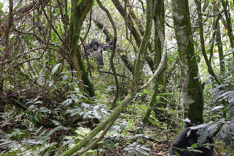 Gorilla trekking in Bwindi Impenetrable National Park