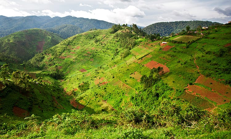 Bwindi Impenetrable National Park