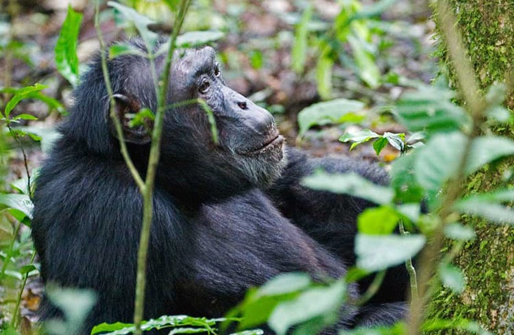 Chimpansee in Kibale Forest National Par