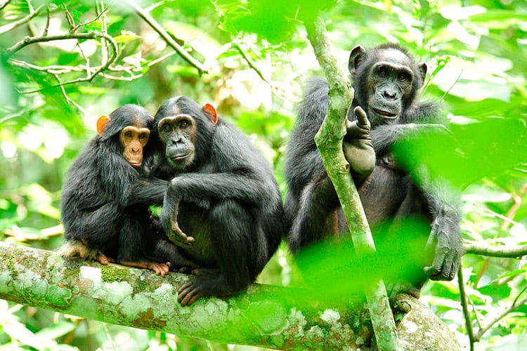 Chimpansees in het Kibale Forest National Park