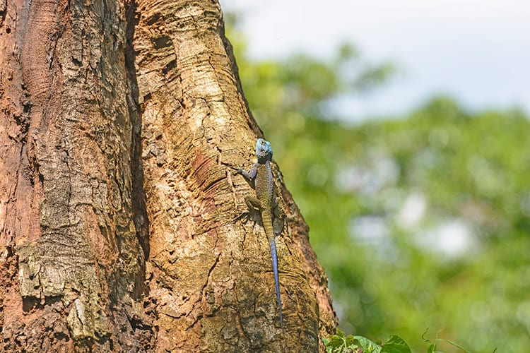 Rainbow hagedis in het Kibale Forest National Park