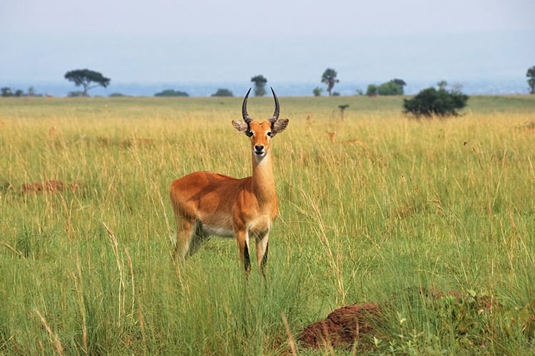 Murchison Falls National Park
