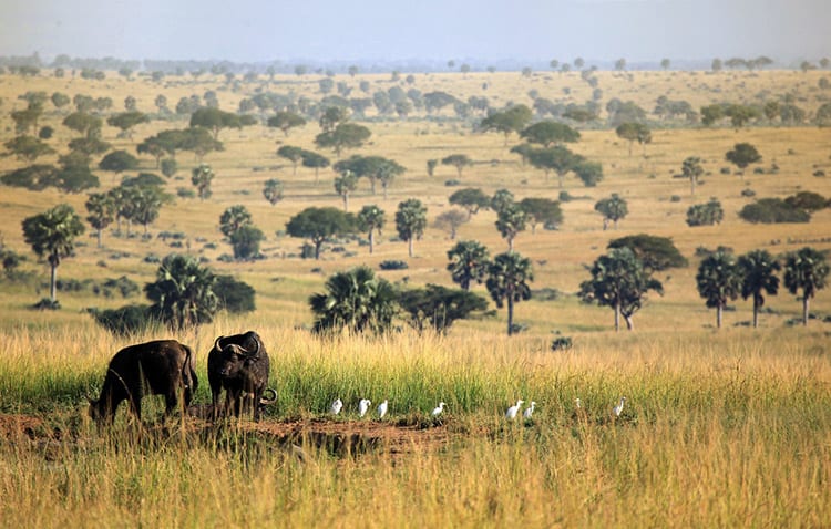 Murchison Falls National Park