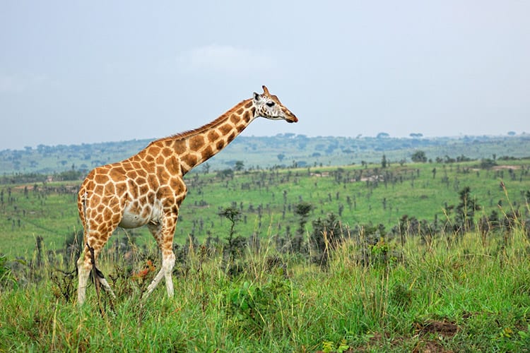 Murchison Falls National Park