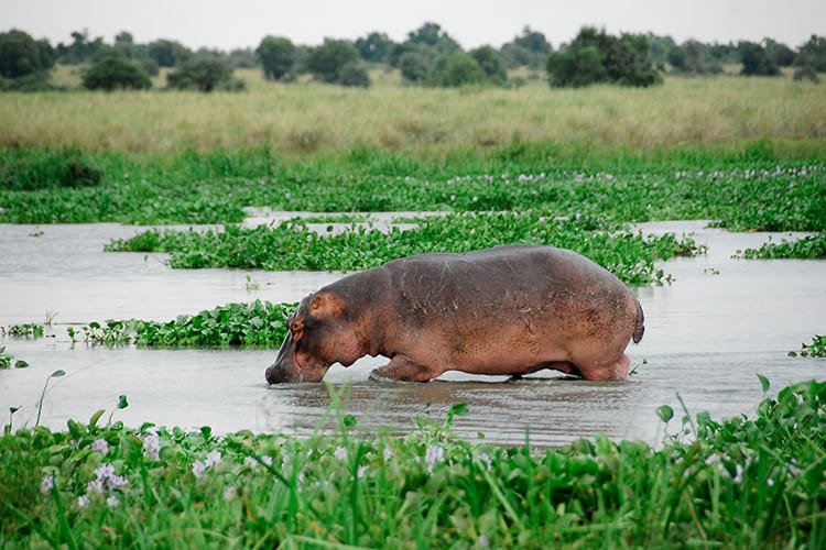 Nijlpaard in het Murchison Falls National Park