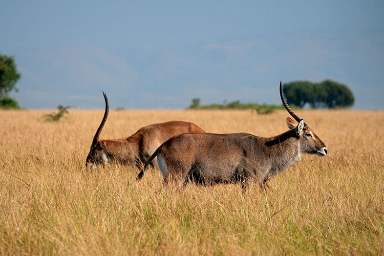 Queen Elizabeth National Park