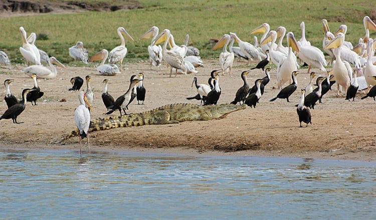 Queen Elizabeth National Park