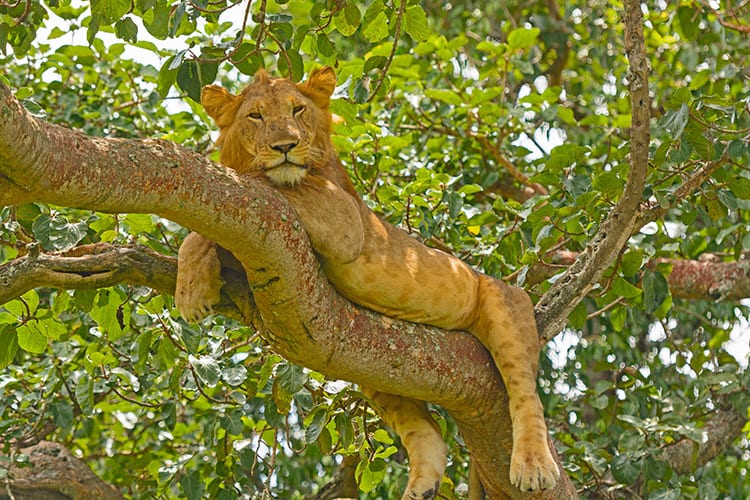 Eén van de boom-klimmende leeuwen in het Queen Elizabeth National Park