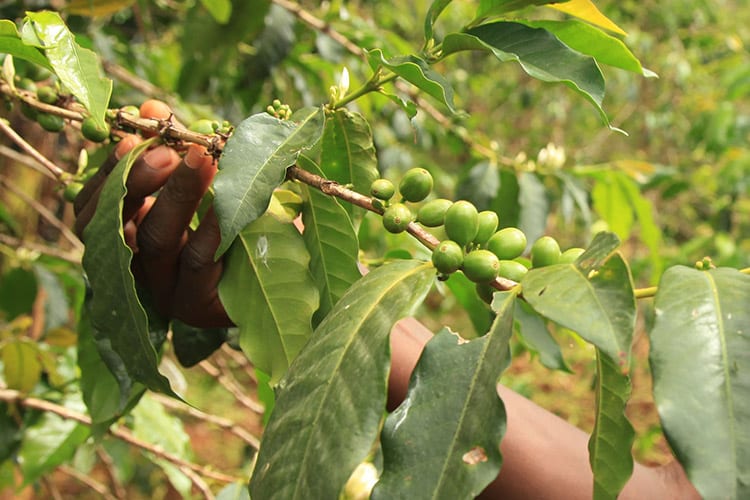 Bugisu Arabica-koffieplantage