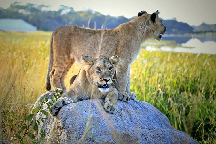 Antelope Park