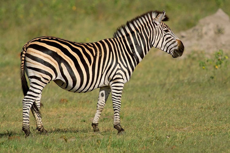 Hwange National Park