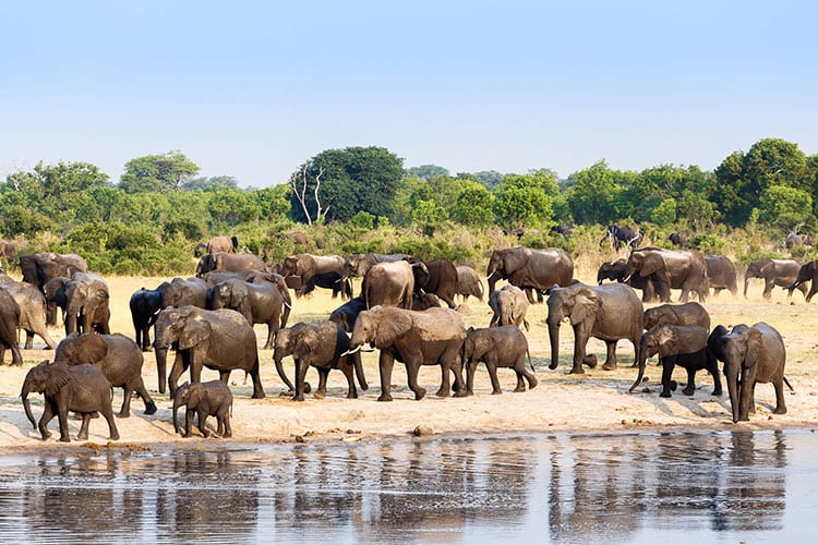 Hwange National Park