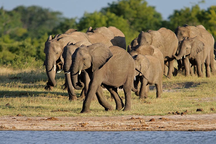 Hwange National Park
