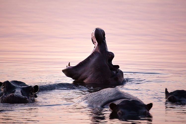 Lake Kariba wildlife