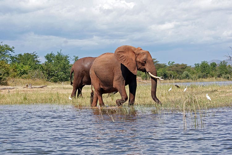 Lake Kariba wildlife
