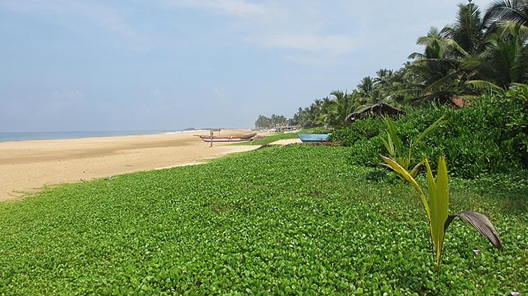 Hikkaduwa