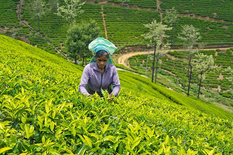 Nuwara Eliya theeplukster
