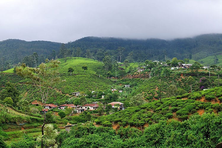 Nuwara Eliya theevelden