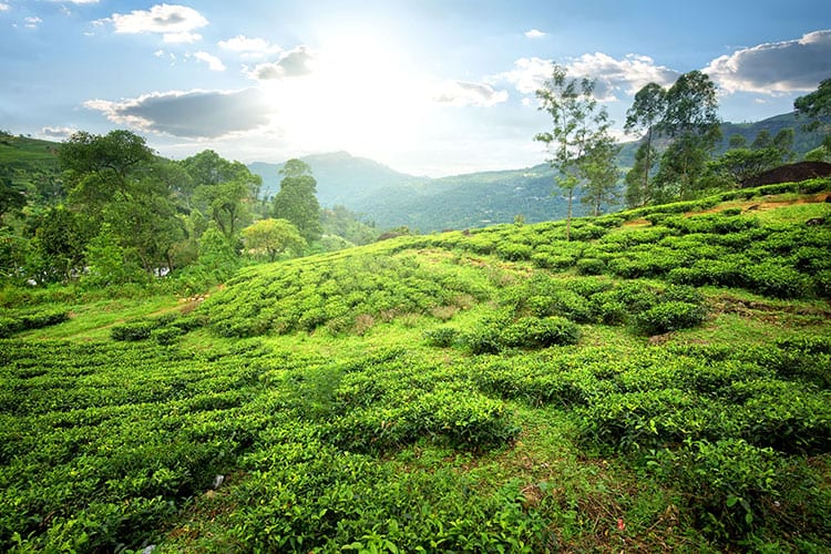 Nuwara Eliya theevelden