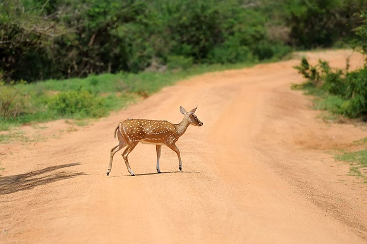 Yala National Park hert