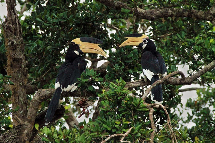 Yala National Park neushoornvogels