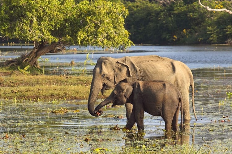 Yala National Park olifanten