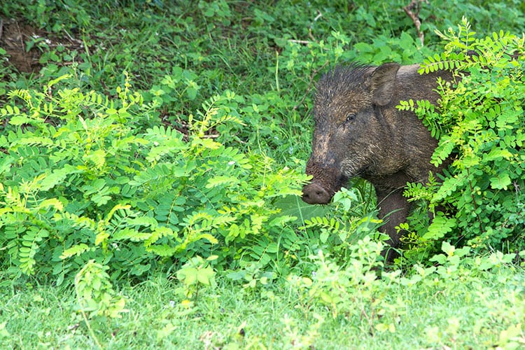 Yala National Park wild zwijn
