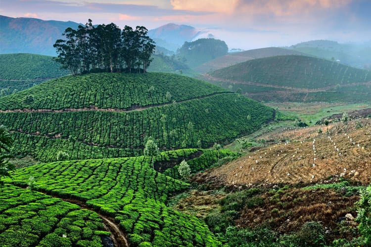 Munnar theevelden