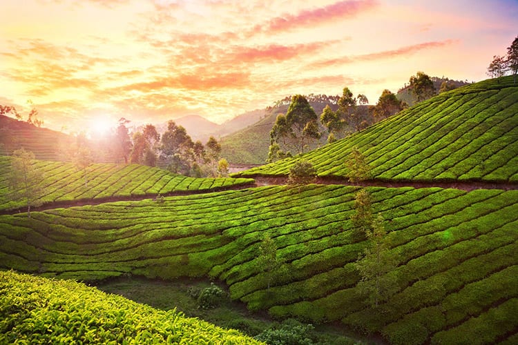 Munnar