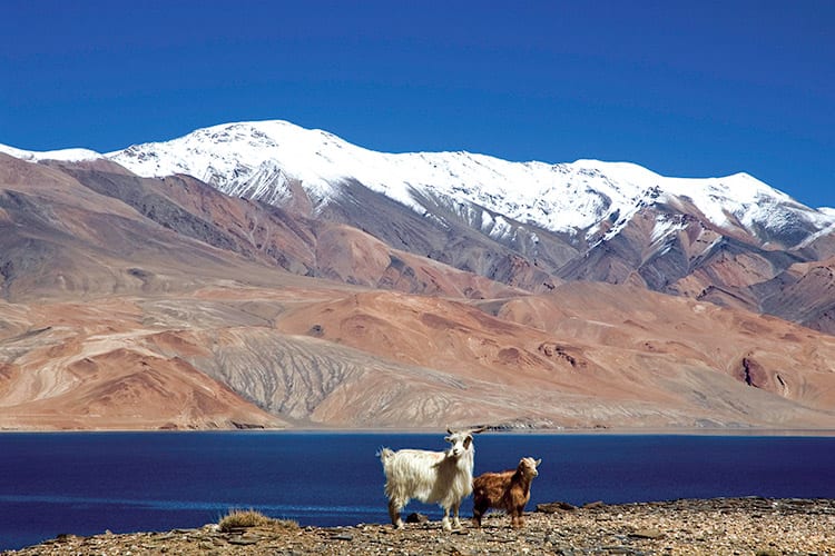 Tsomoriri Lake, Ladakh