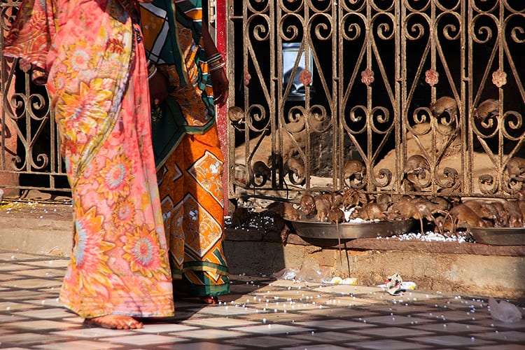 Bikaner Rat Temple