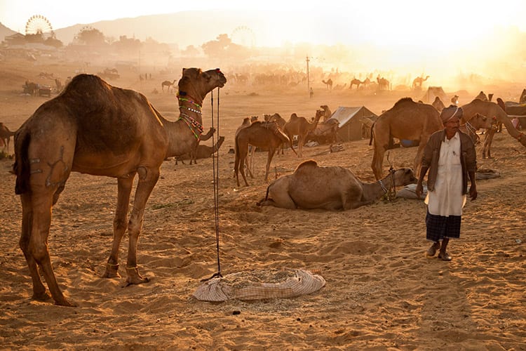 Pushkar Camel Fair