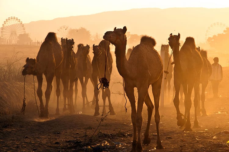 Pushkar Camel Fair