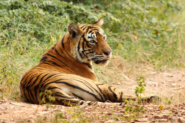 Ranthambore National Park