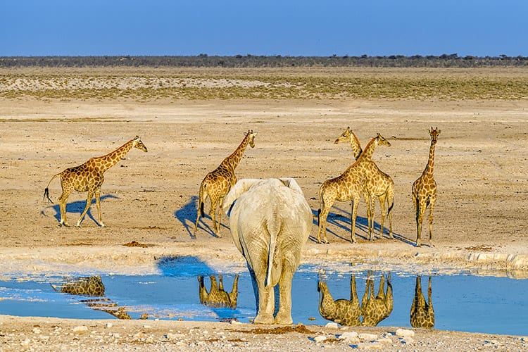 Etosha National Park