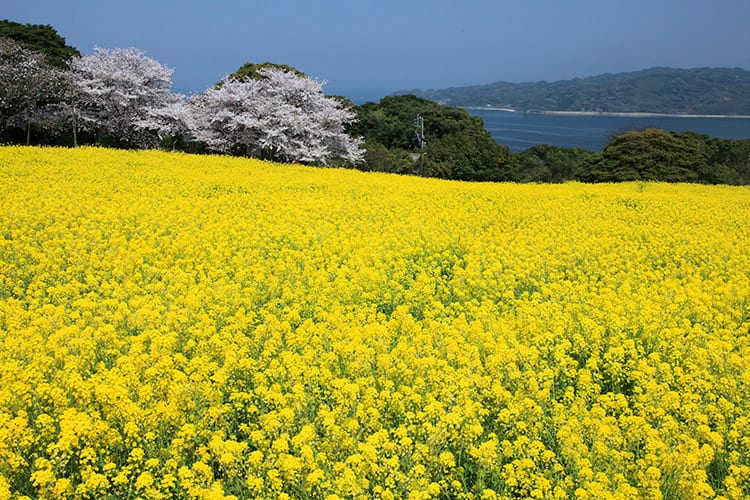 Nokonoshima